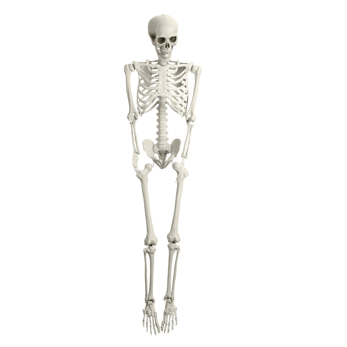 5.4Ft Posable Plastic Skeleton with Movable Joints W949