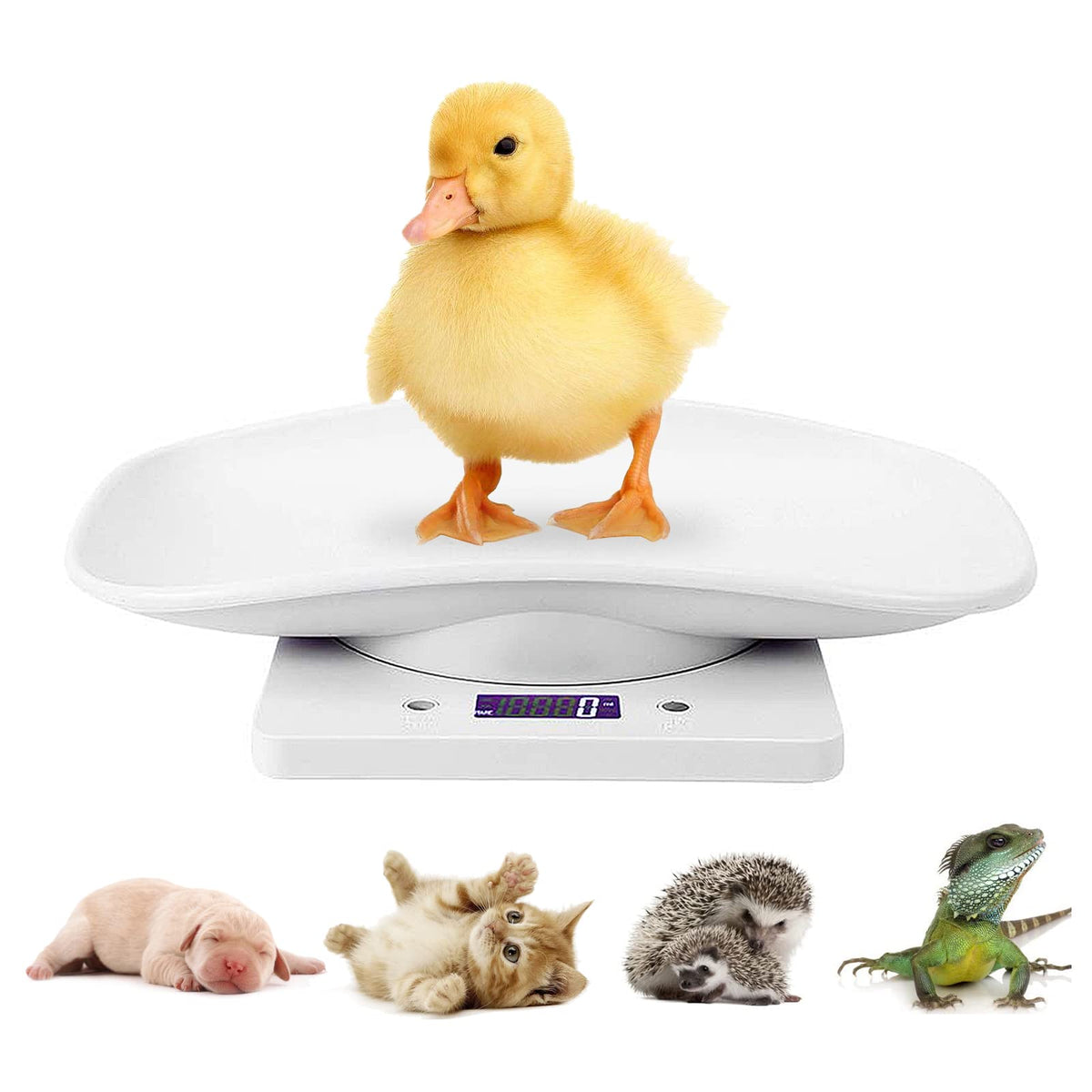 Digital Mini Pet Scale with Tray B48954