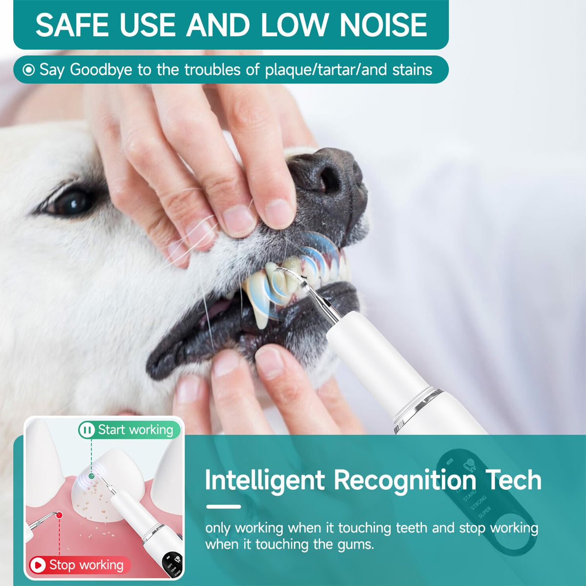White Dog Teeth Cleaning Kit with LED Light S153054