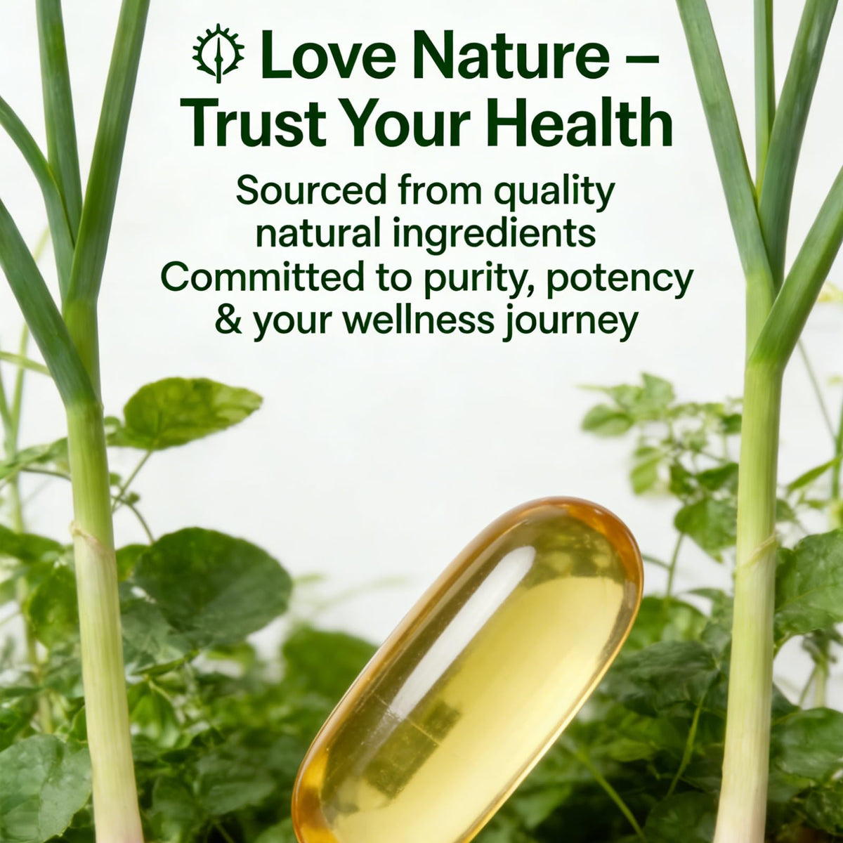 Aged Garlic Extract 300 Softgels X551