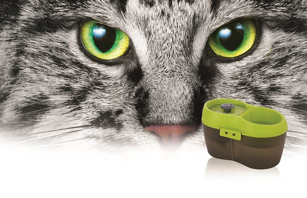 Lime Green Translucent Black 67 fl. oz Cat Water Fountain Y81483