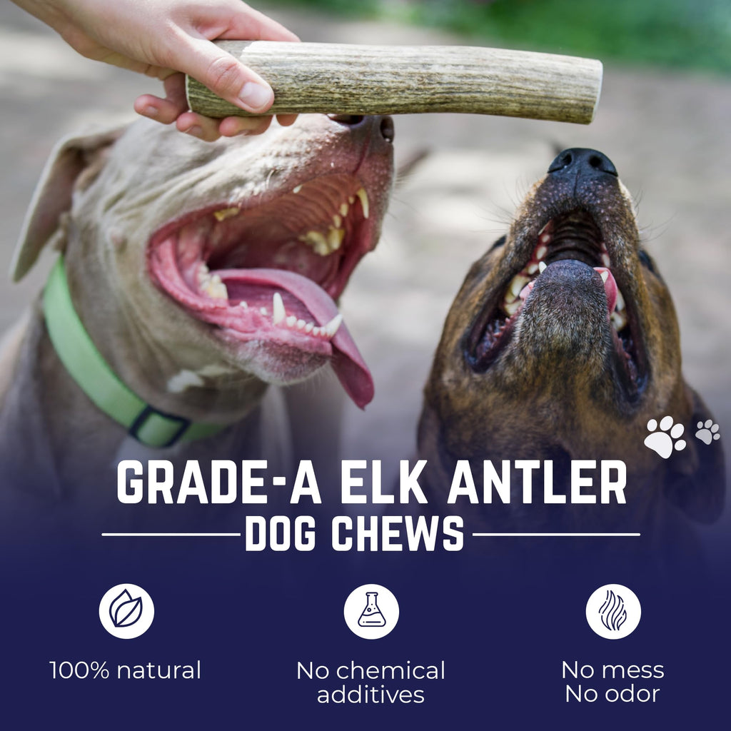 Whole Elk Antlers for Dogs Jumbo P849