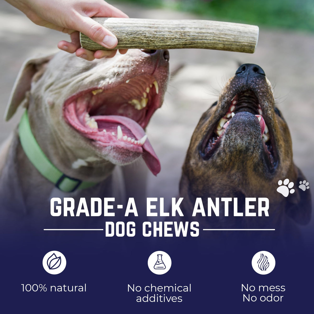 Whole Elk Antlers for Dogs Jumbo P849