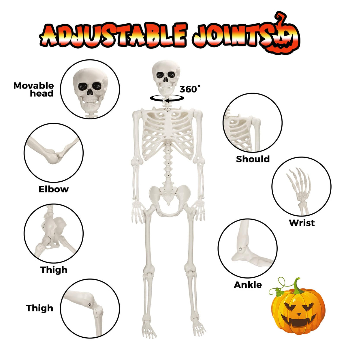 Life Size Poseable Skeleton P91240