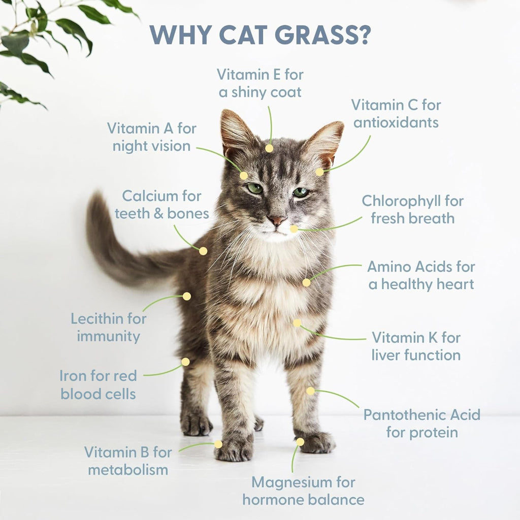 Organic Cat Grass Growing Kit with Seed, Soil and Two Ceramic Planters M639