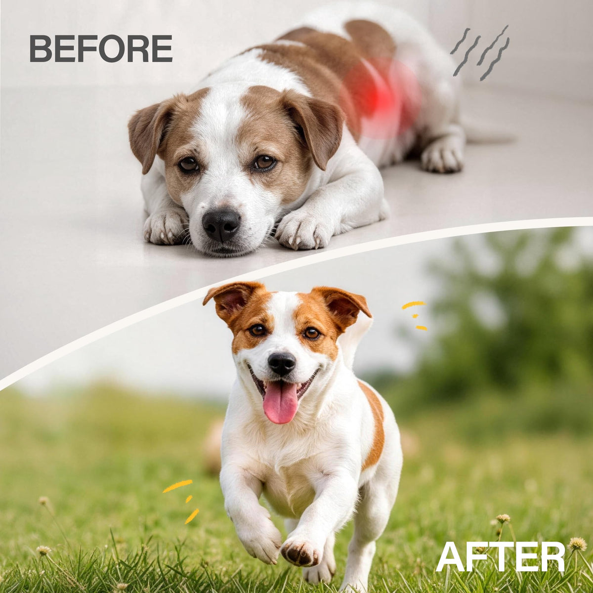Dewormer for Dogs 50 g S145