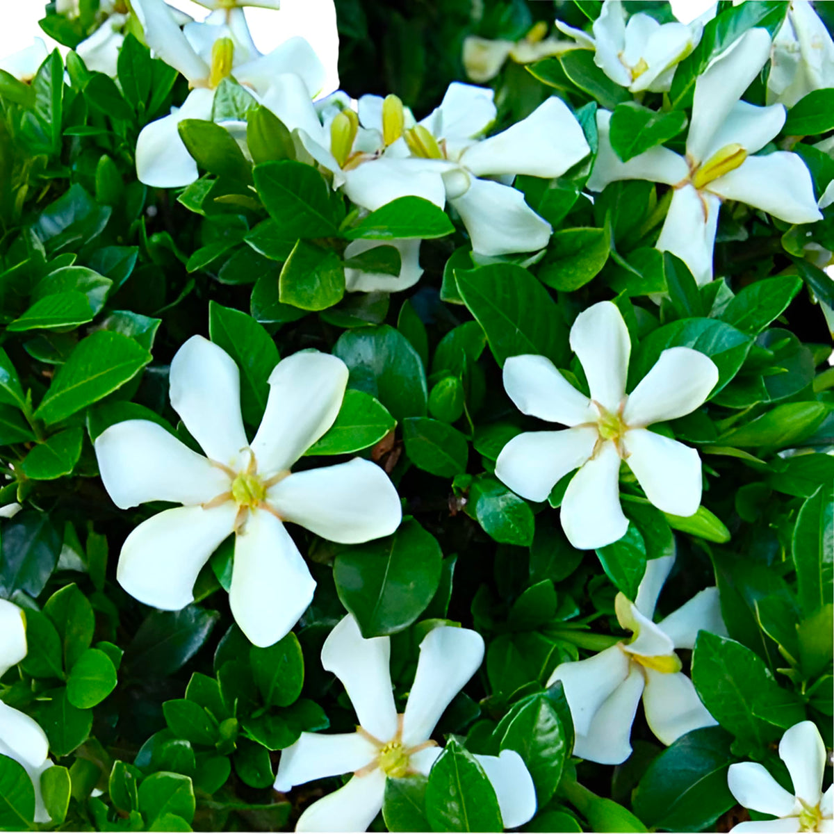 Live Flowering Plant with White Blooms Set of 2 Plants H36839